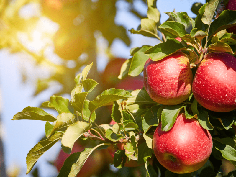 Frische, rote Äpfel am Apfelbaum.