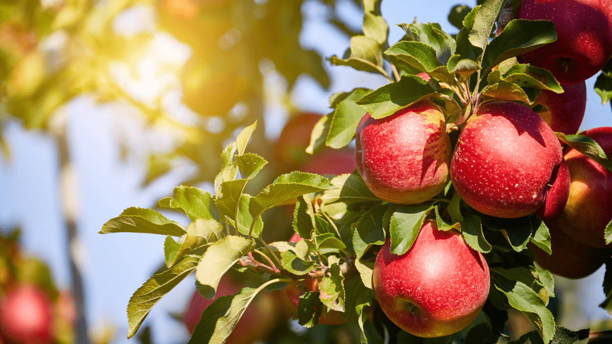 Frische, rote Äpfel am Apfelbaum.