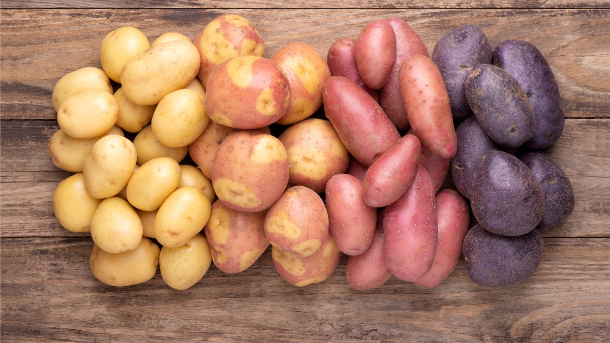 Kartoffeln für Kartoffelpüree: Verschieden farbige Kartoffeln nebeneinander von oben fotogerafiert.