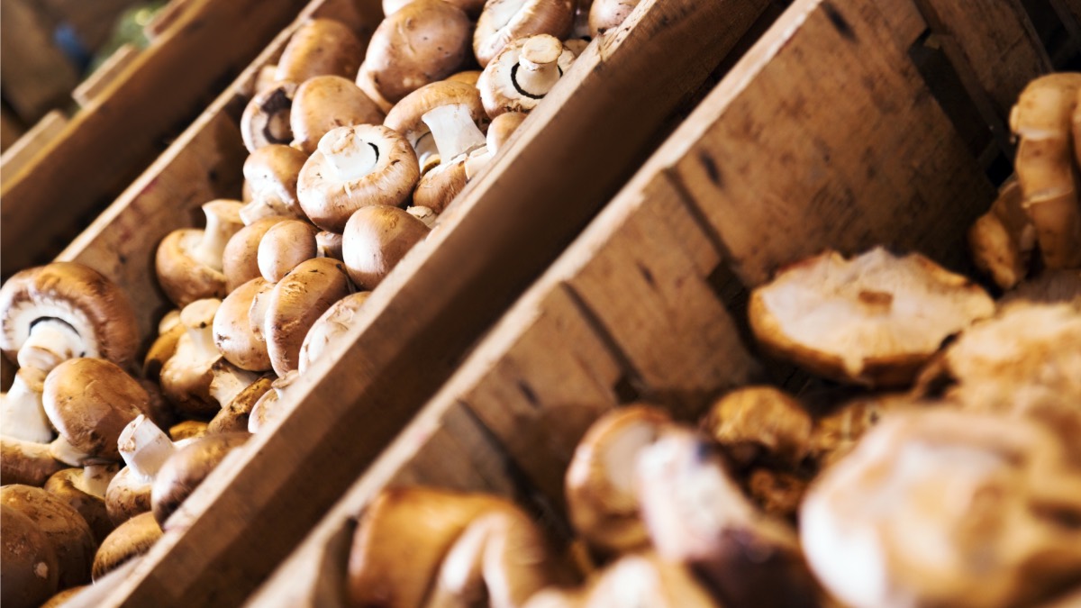 Champignons und andere Pilze in groÃŸen Holzkisten nebeneinander 