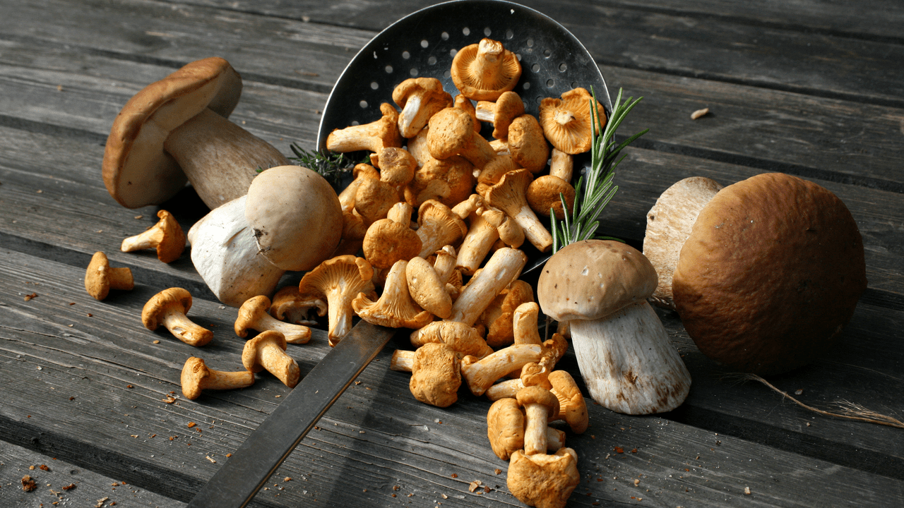 Wissenswertes Ã¼ber Pilze: verschiedene Pilzsorten
