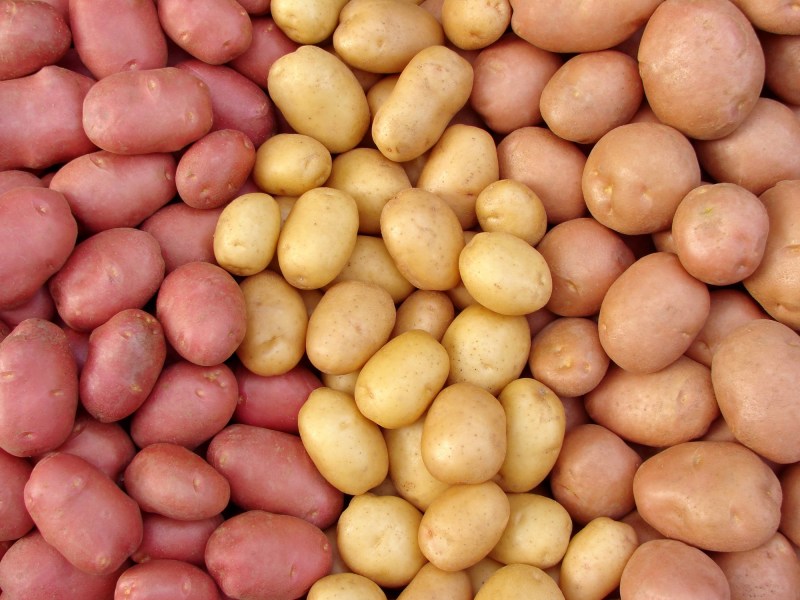 Kartoffeln für Kartoffelpüree: Verschieden farbige Kartoffeln nebeneinander von oben fotogerafiert.