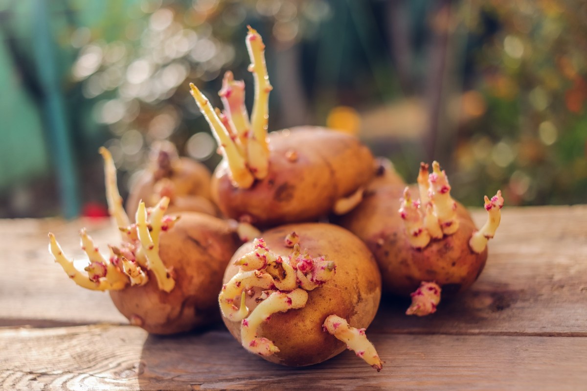 keimende Kartoffeln essen: ein paar keimende Kartoffeln