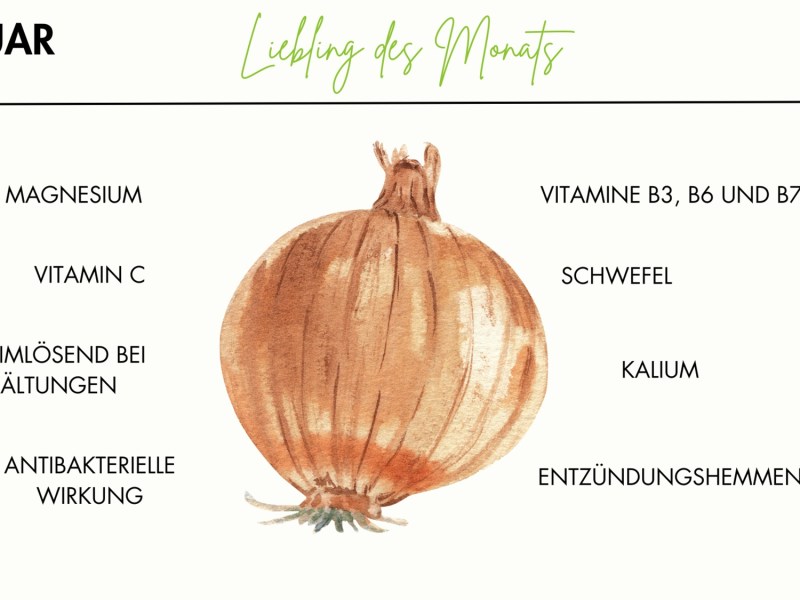 Warenkunde Zwiebel