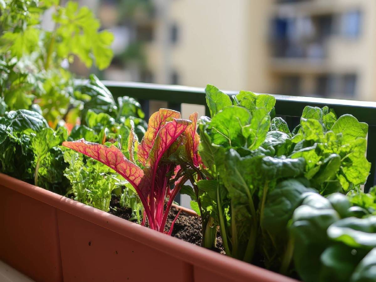 Diese drei Pflanzen kannst du im Juli noch auf deinem Balkon aussäen